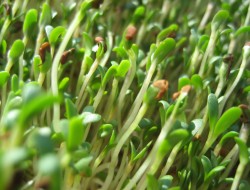 alfalfa-sprouts1