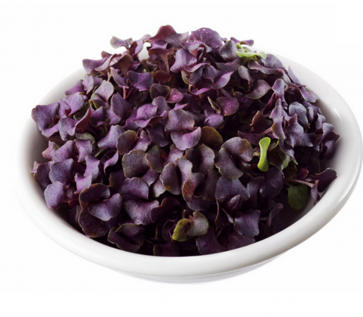 Basil-Purple