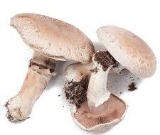 Field Port Mushrooms
