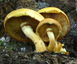 Fungus Mushrooms